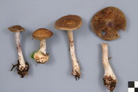 Cortinarius scaurus image